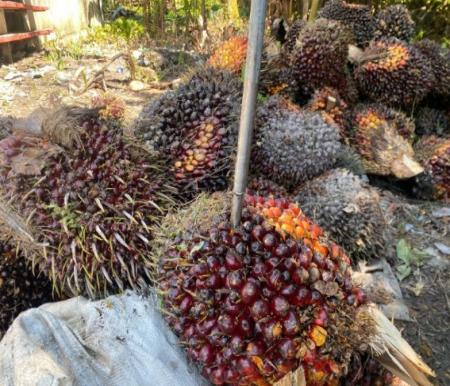 Harga TBS Sawit Mitra Plasma di Riau Capai Rp3.624 per Kg